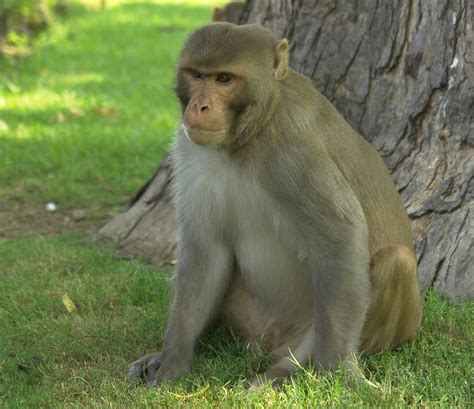 Rhesus